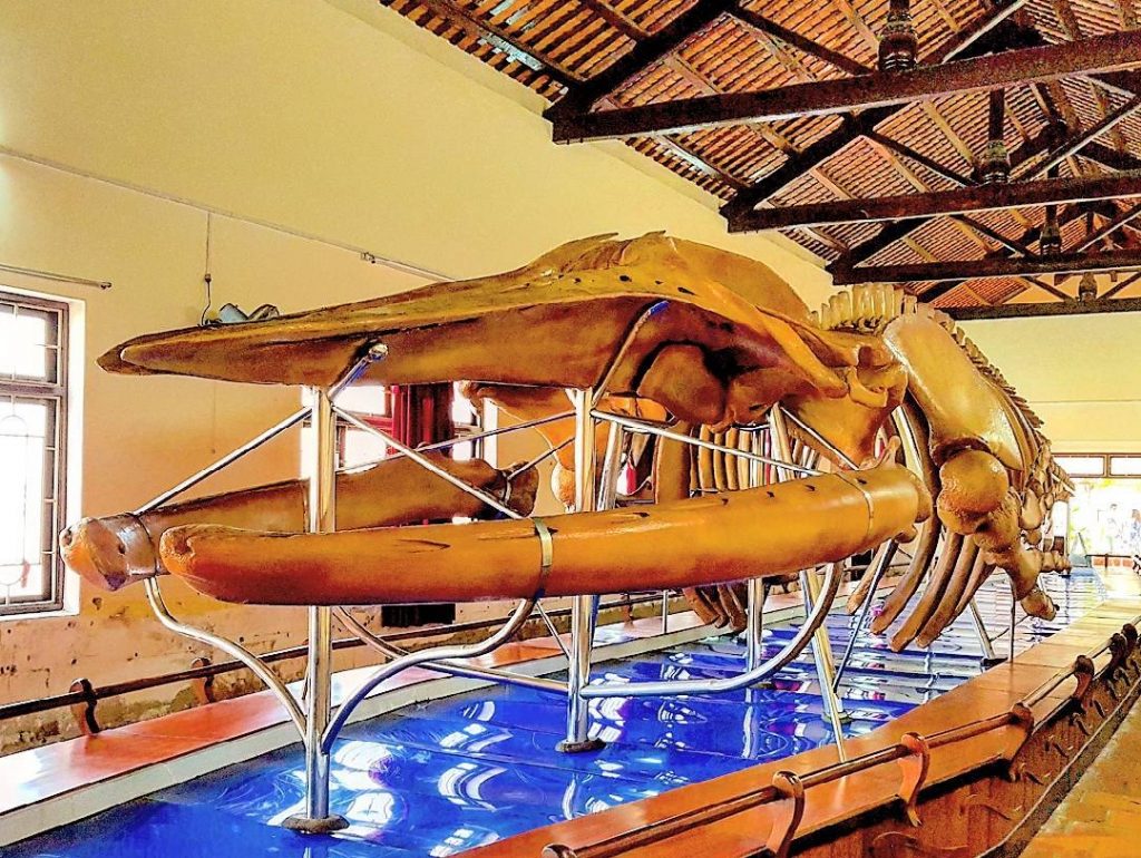 Bộ xương cá voi lớn nhất Việt Nam tại Vạn Thủy Tú